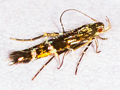 Cosmopterix pulchrimella